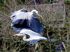 hérons cendrés - parc des oiseaux Villars les Dombes