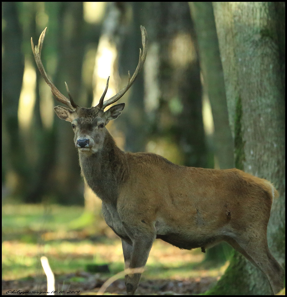 Brame à Rambouillet