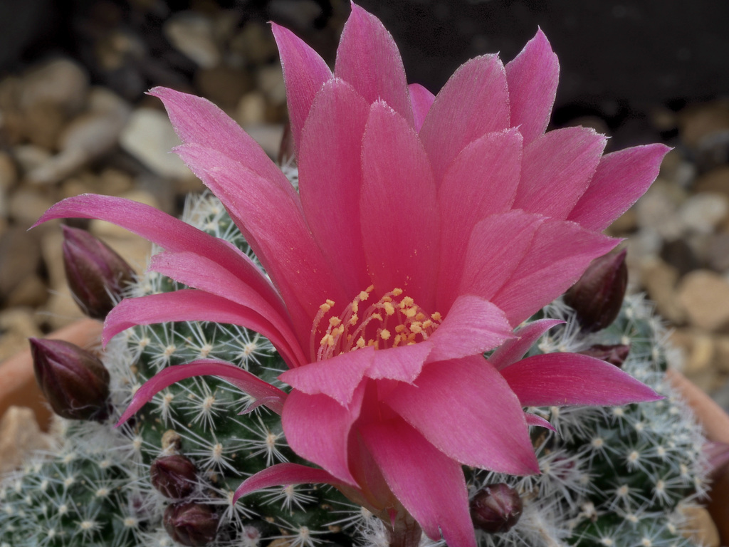 'Maureen' Rebutia hybrid