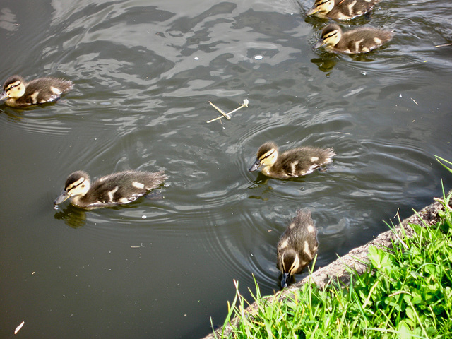 Ducklings at Hinksford Lock on the Staffs and Worcs Canal
