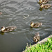 Ducklings at Hinksford Lock on the Staffs and Worcs Canal