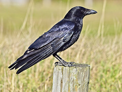 Crow