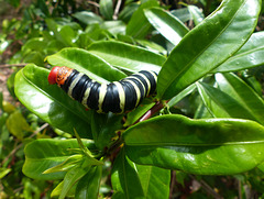 Frangipani Caterpillar (2) - 15 March 2019