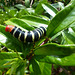 Frangipani Caterpillar (2) - 15 March 2019