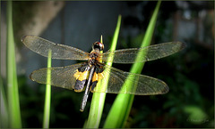 Yellow-striped flutterer also named Yellow-barred flutterer (Rhyothemis phyllis phyllis)...
