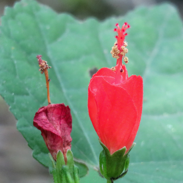 Day 6, Turk's Cap