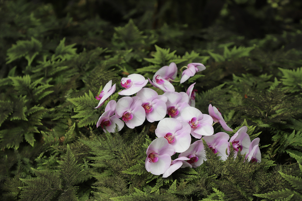 4802-Phalaenopsis et fougères