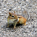 Chipmunk sitting 3 ft. away.