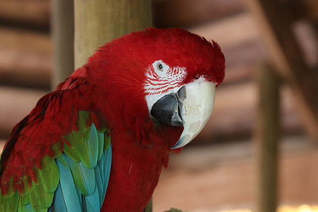 Red and green macaw