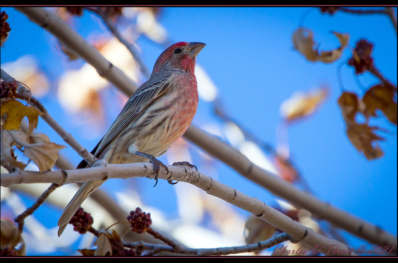 Finch Pride