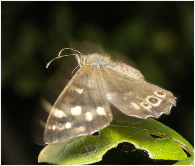 IMG 0288 Speckled Wood