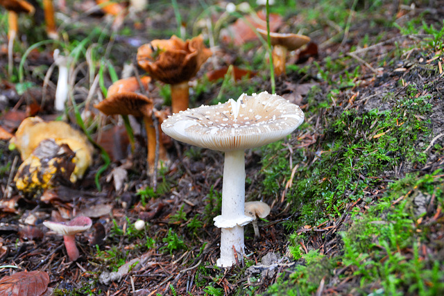 Pantherpilz (Amanita pantherina)