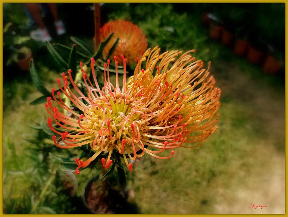 Leucospermum ...........Bon mardi mes ami(e)s ❤️