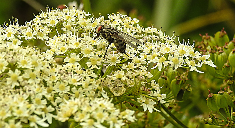 20230810 3770CPw [D~MS] Gemeiner Bärenklau (Heracleum sphondylium), Graue Fleischfliege (Sarcophaga carnaria), Rieselfelder Münster