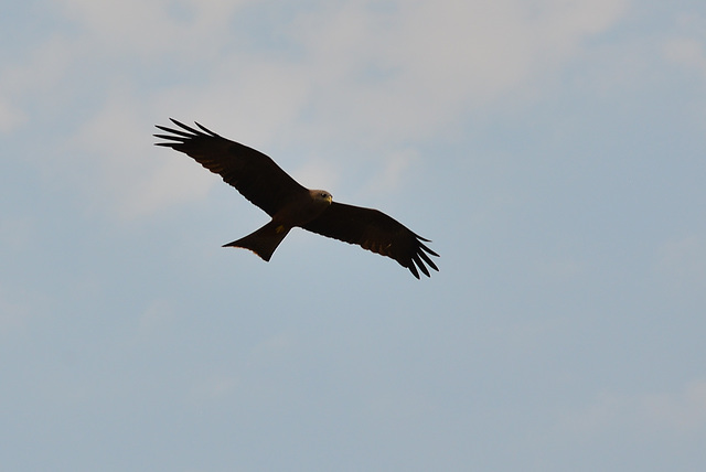 Unidentified preybird.