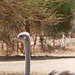 Ostrich