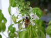 Bumble Bee loves Basil #1