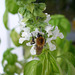 Bumble Bee loves Basil #1