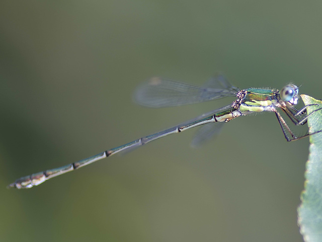 Western Willow Spreadwing m (Lestes viridis) DSB 1312