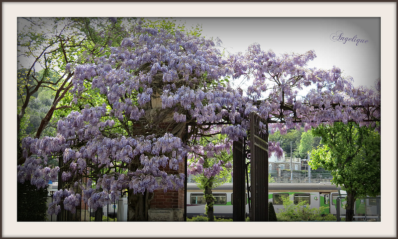 L'homme est le pin, la femme est la glycine; la glycine s'enroule autour du pin.  Proverbes japonais  !!