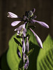 Hosta flower head