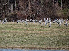 Sandhill cranes - Antigone canadensis