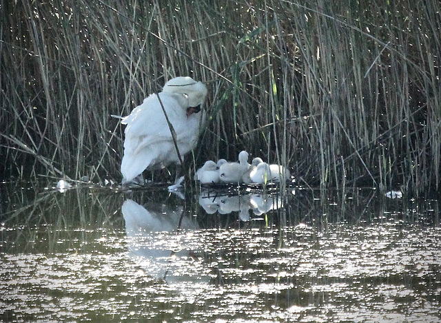 Gut versteckt (Nest mit Schwanenküken)