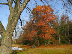 The old oak in its final glory