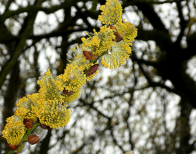 Pussy willow