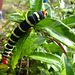 Frangipani Caterpillar (3) - 15 March 2019