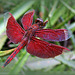 Red Grasshawk also named Common Parasol (Neurothemis fluctuans), ♂...