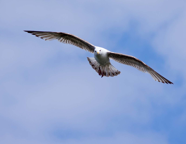 Gull photos, New Brighton (3)