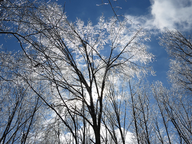 Icy tree at sunrise