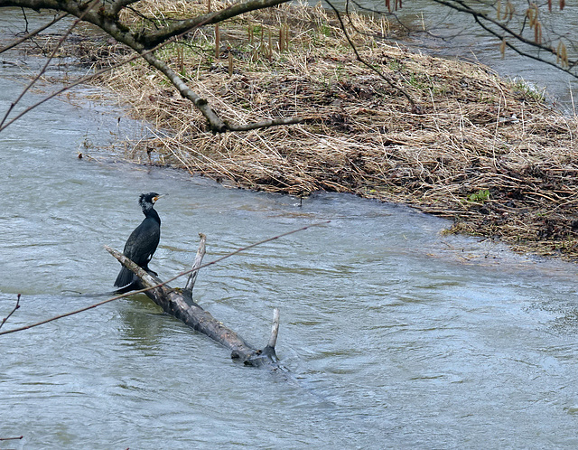 Warten auf einen Fisch