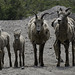 Mountain goats ... P.i.P. (© Buelipix)