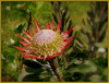 Protea cynaroides........Bon dimanche mes ami(e)s❤️