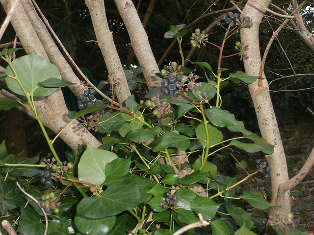 New ivy berries have arrived