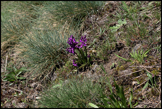 Orchis morio- Orchis bouffon (11)