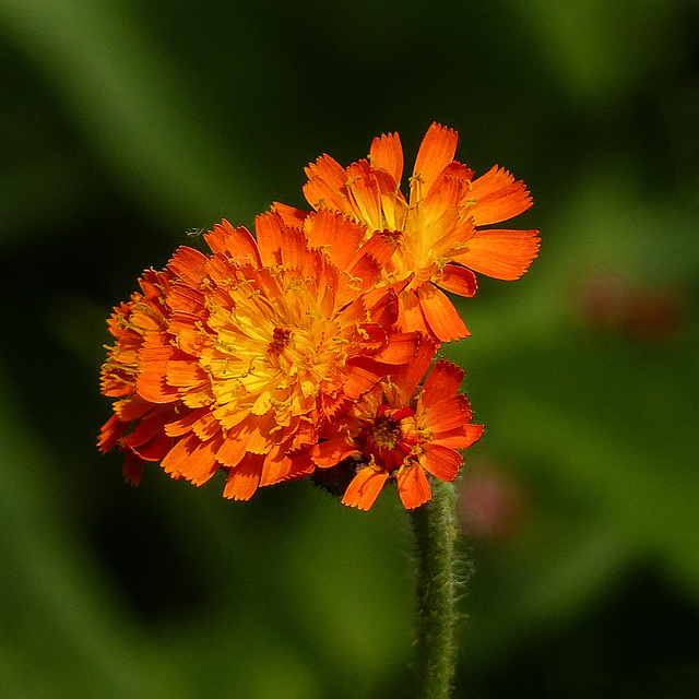 Orange Hawkweed