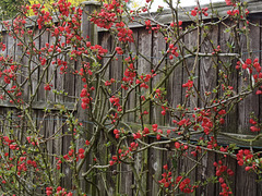 Decorated Fence  HFF