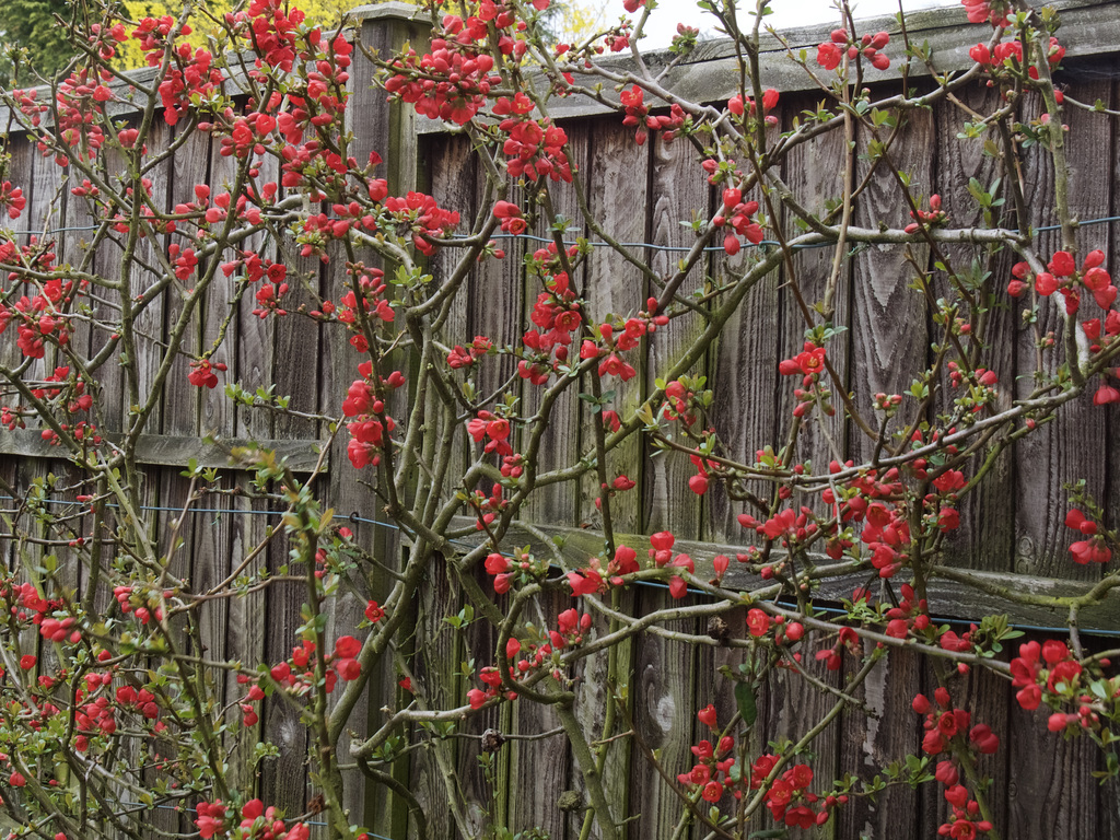 Decorated Fence  HFF