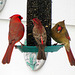 A Cardinal pair & a male Housefinch