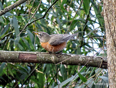 American robin