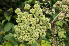 Roadside plant