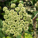 Roadside plant