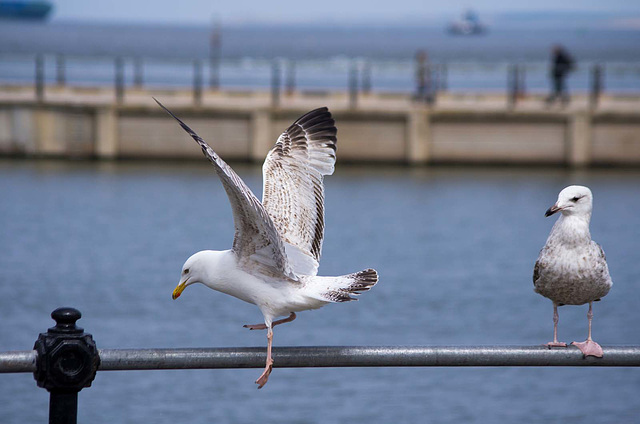 Gull photos, New Brighton (4)