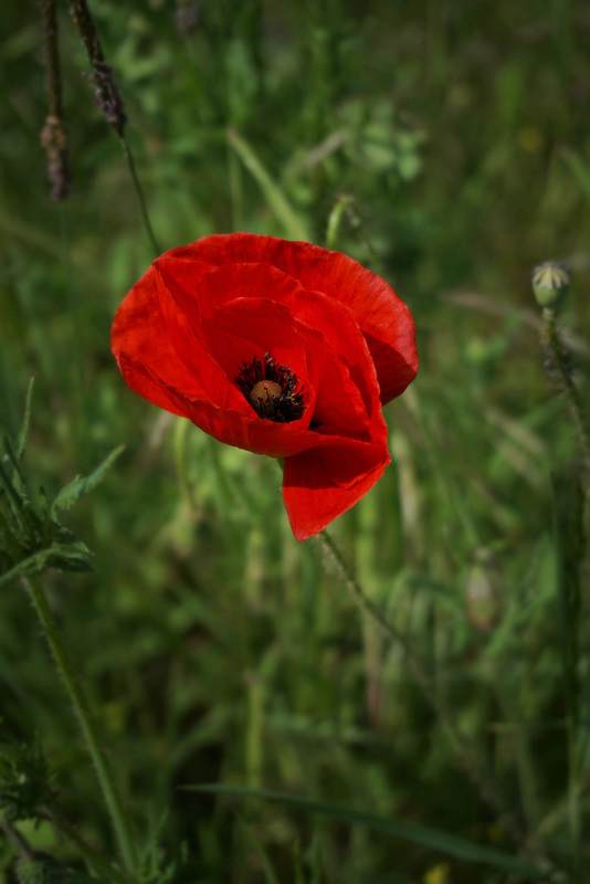 Klatschmohn