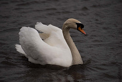 Swan