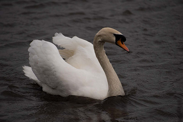 Swan