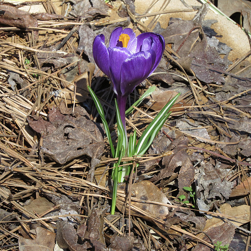 Crocus flower